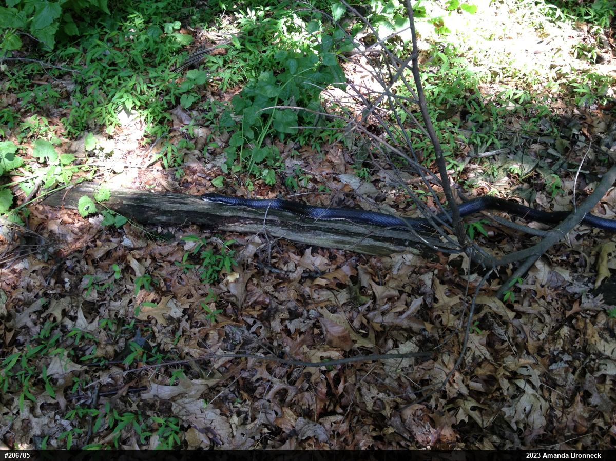 Eastern Ratsnake