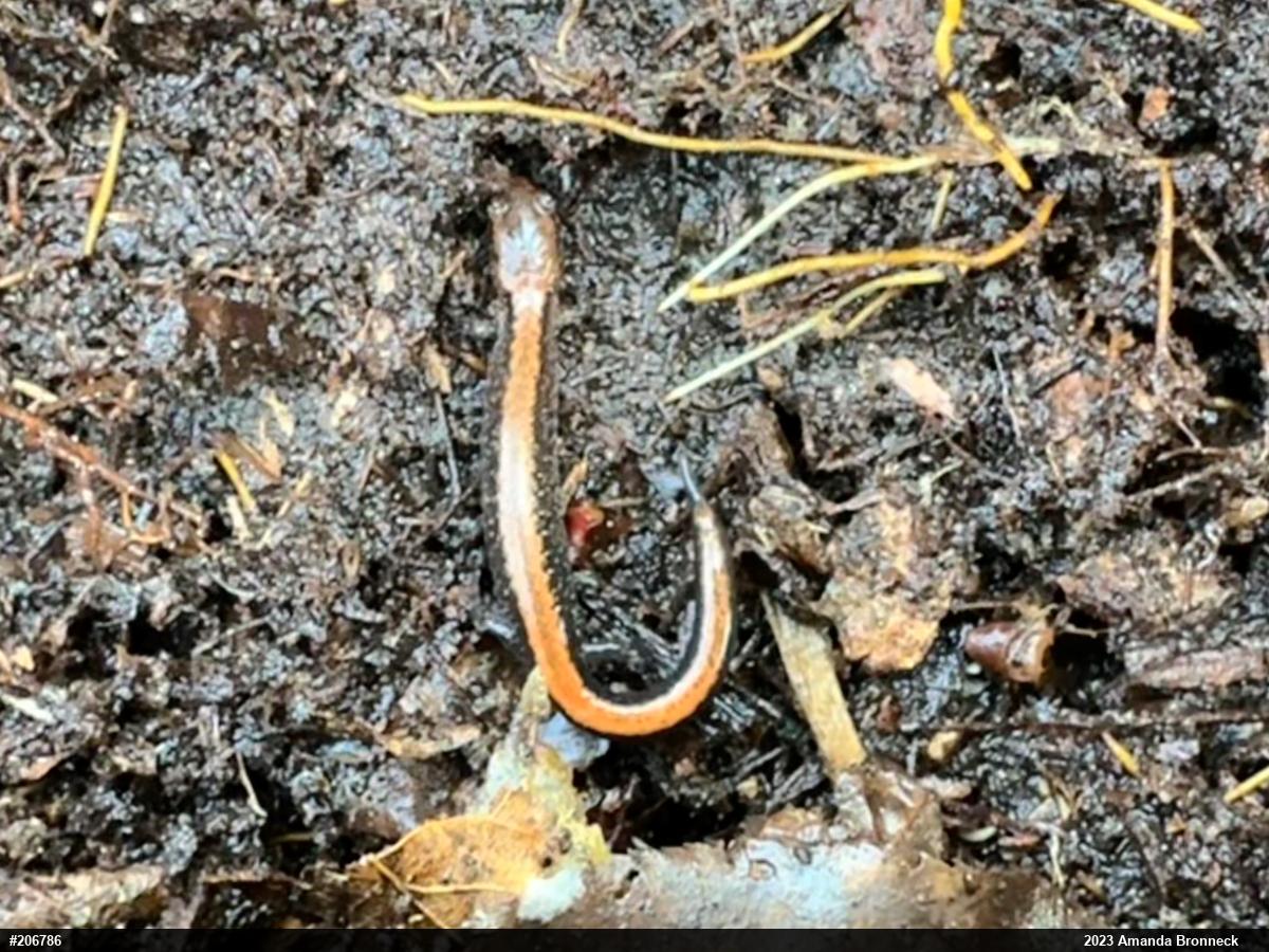 Eastern Red-backed  Salamander