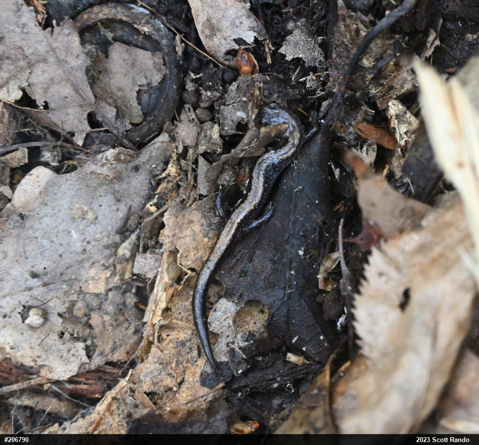 Eastern Red-backed  Salamander