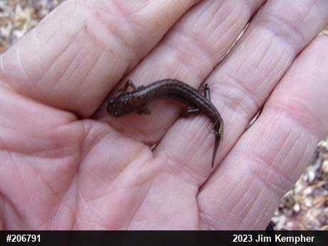 Allegheny Mountain Dusky Salamander