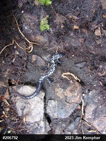 Northern Slimy Salamander