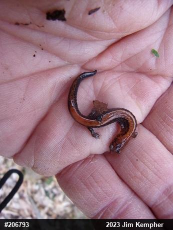 Eastern Red-backed  Salamander