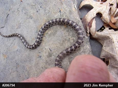 Eastern Milksnake