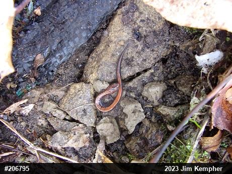 Eastern Red-backed  Salamander