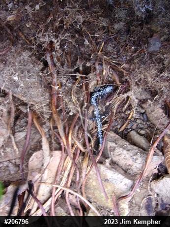 Northern Slimy Salamander
