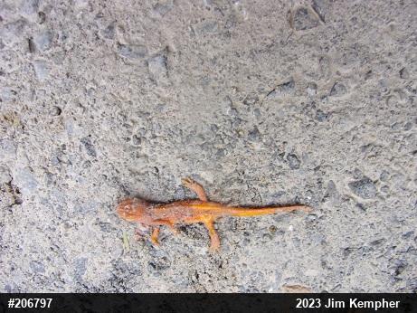 Red-spotted Newt