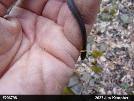 Northern Ring-necked Snake