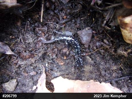 Northern Slimy Salamander