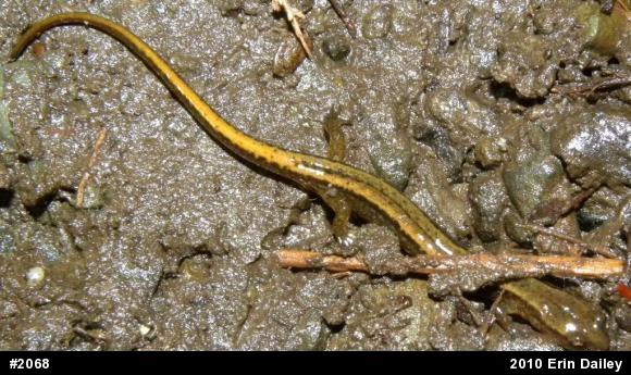 Northern Two-lined Salamander