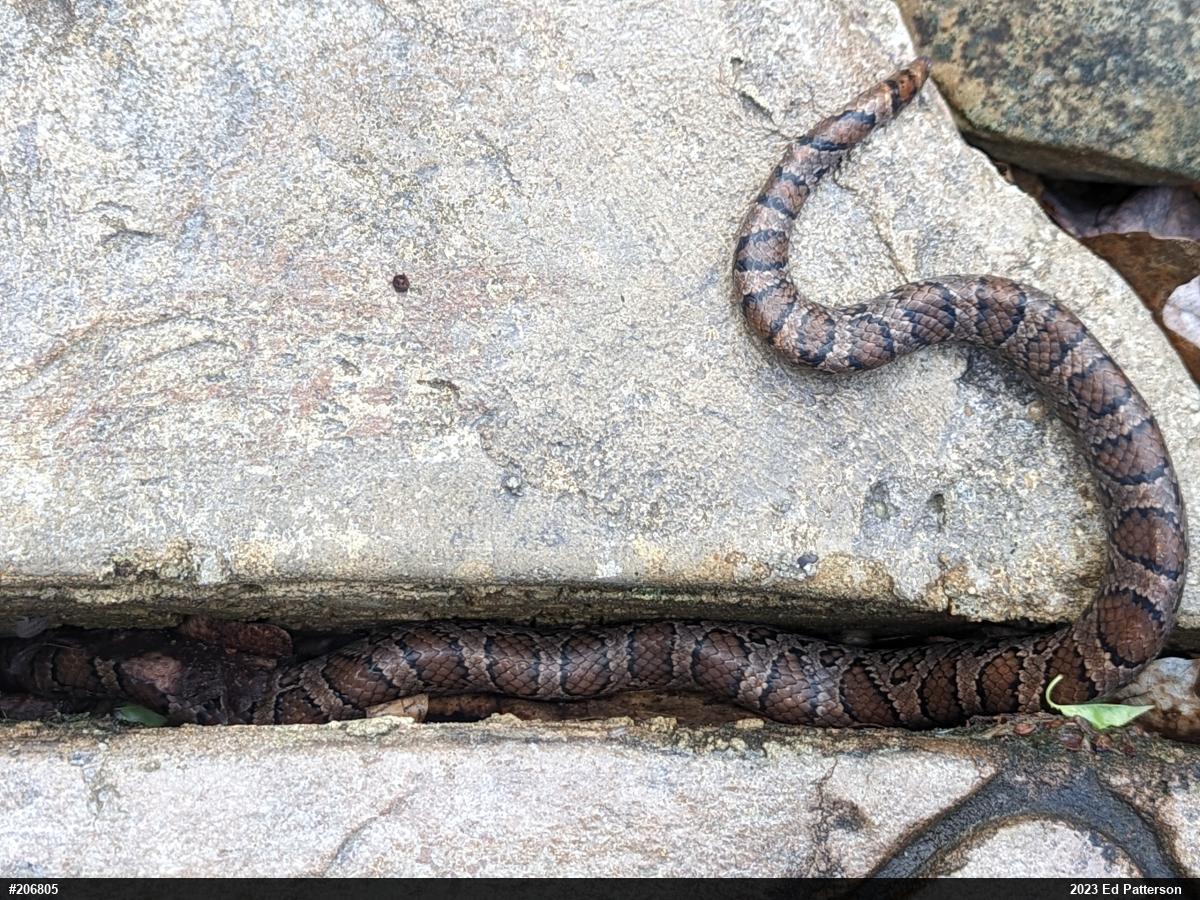 Eastern Milksnake