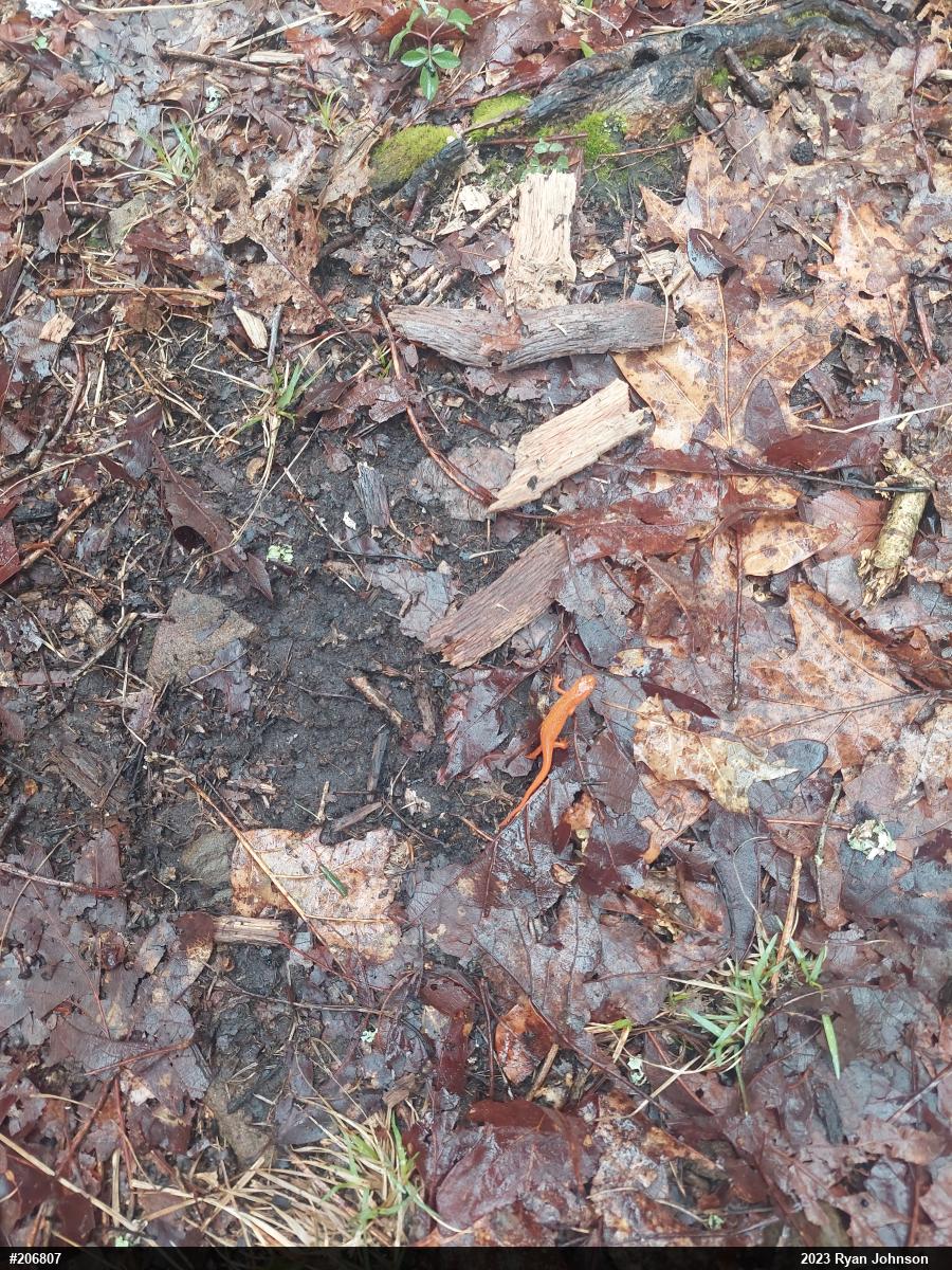 Red-spotted Newt