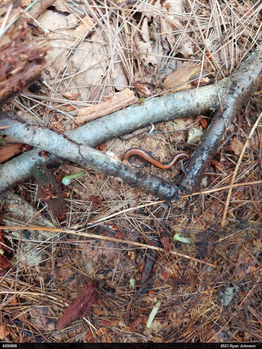 Eastern Red-backed  Salamander