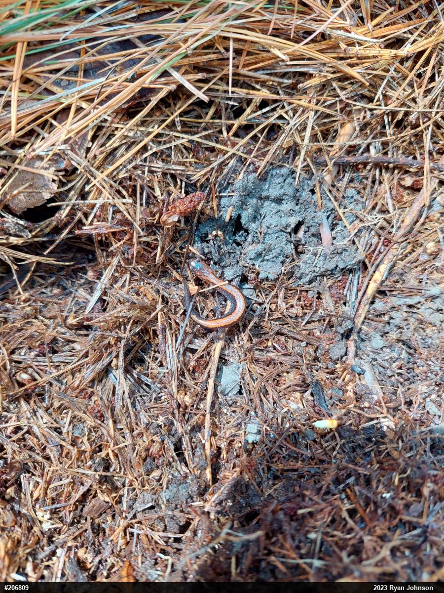 Eastern Red-backed  Salamander
