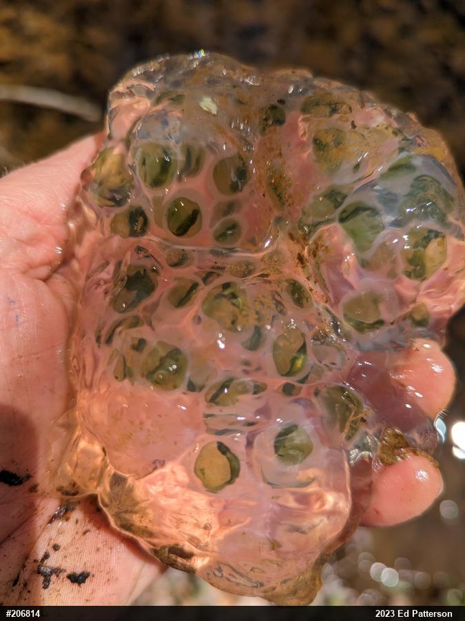 Spotted Salamander