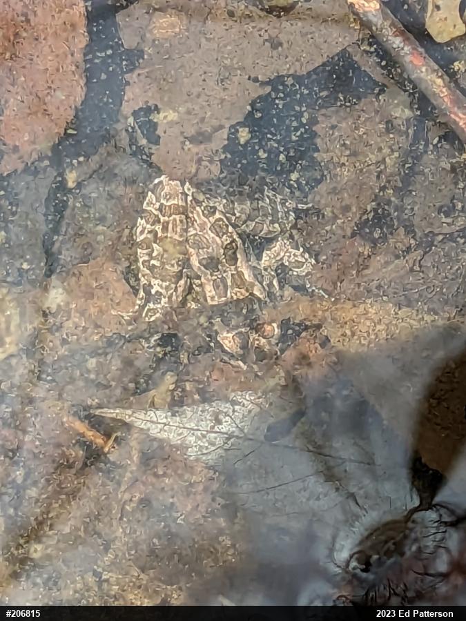 Pickerel Frog