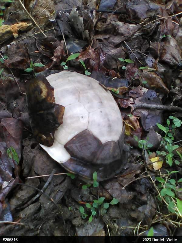 Eastern Box Turtle