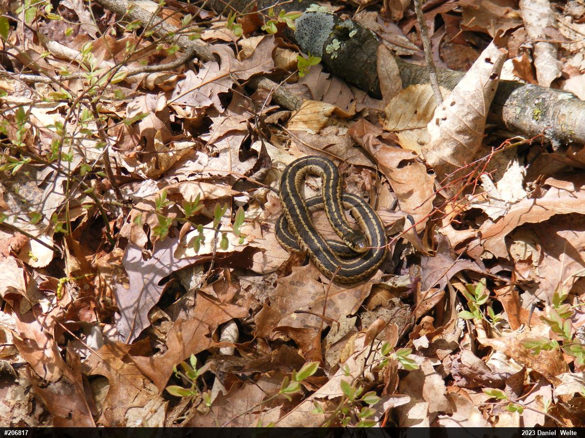Eastern Gartersnake