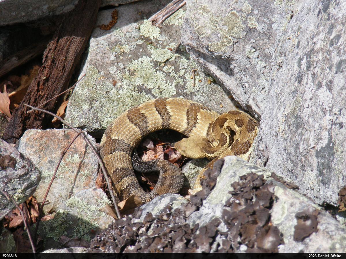 Timber Rattlesnake