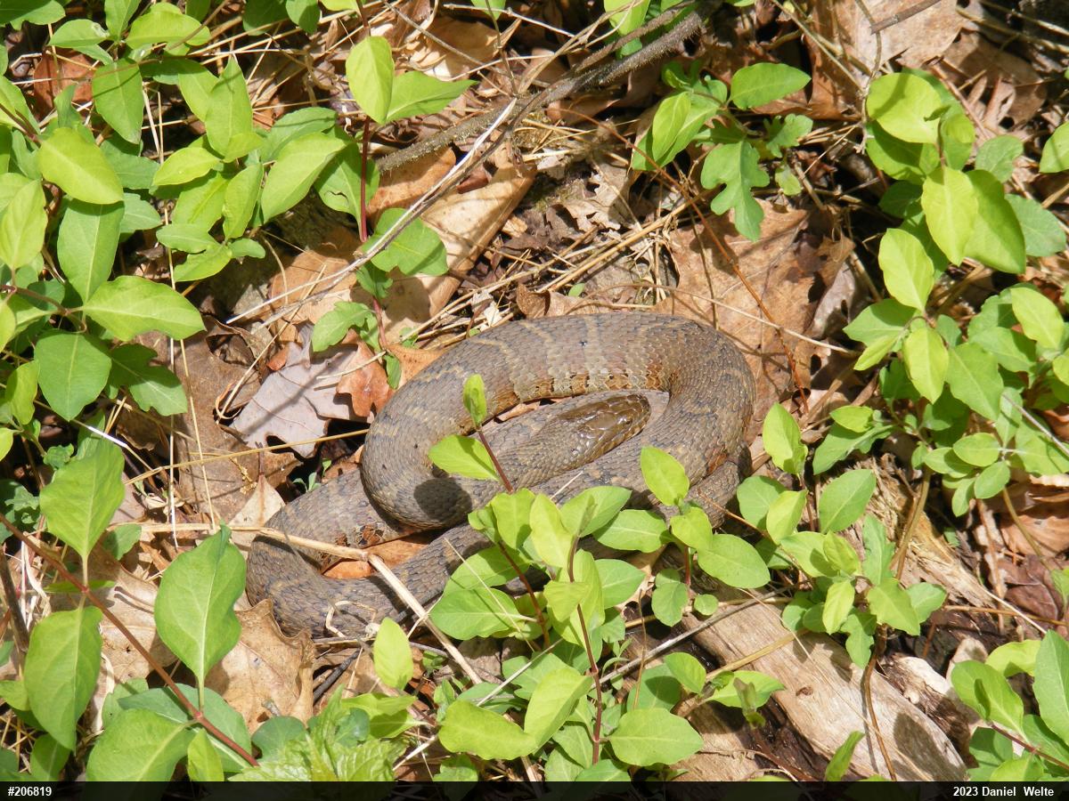 Northern Watersnake