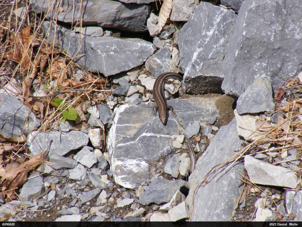 Common Five-lined Skink