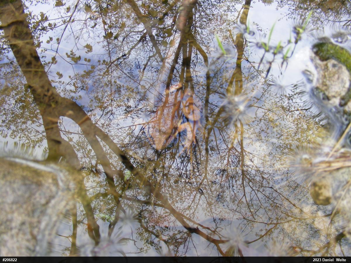 Wood Frog