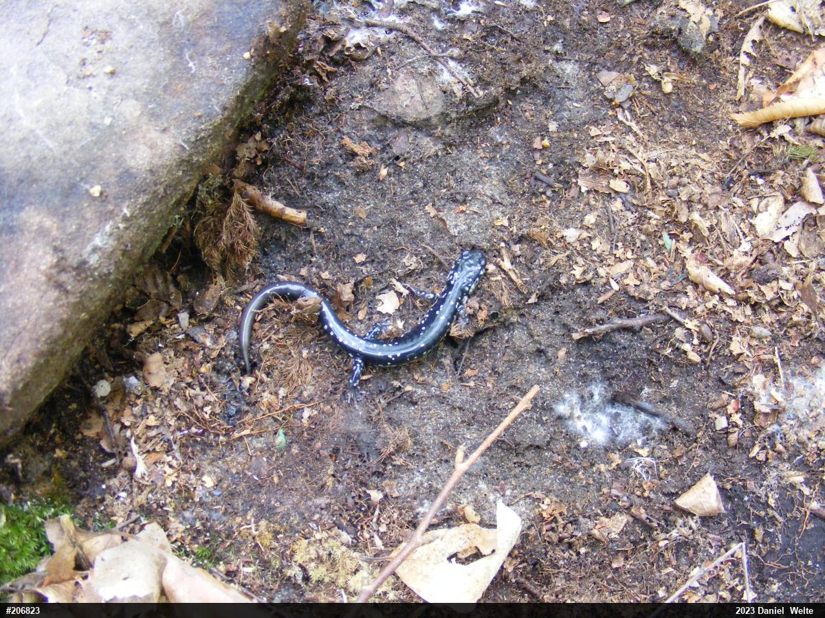 Northern Slimy Salamander