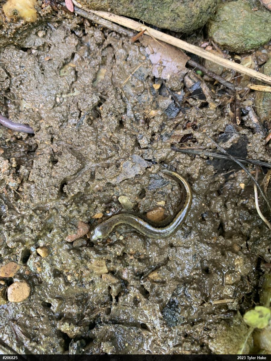 Northern Two-lined Salamander
