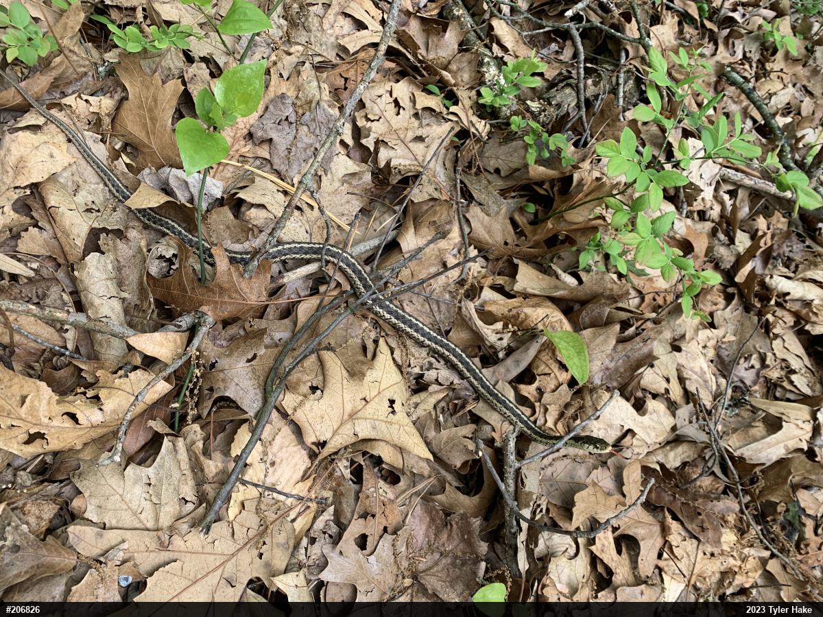 Eastern Gartersnake