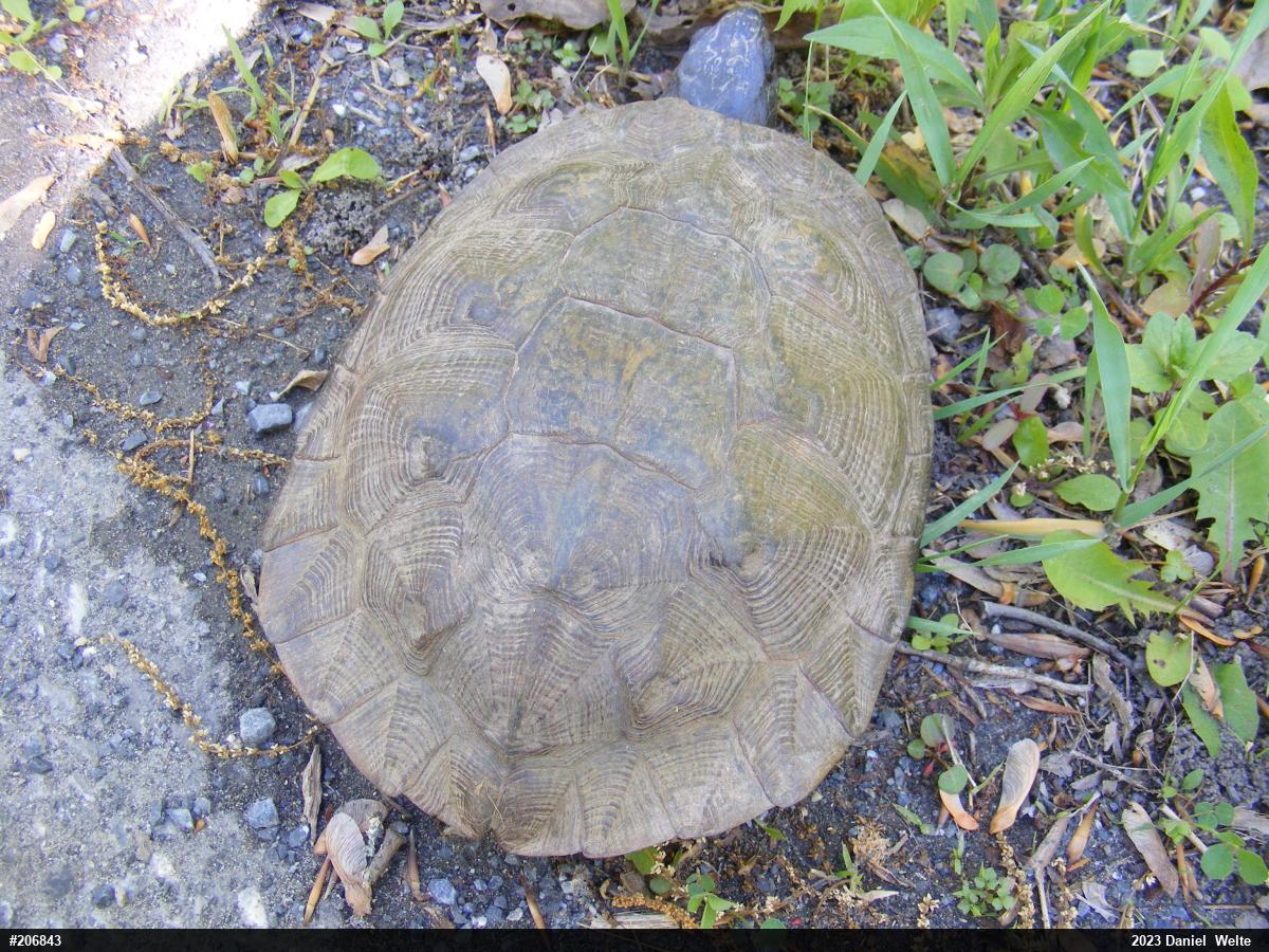 Wood Turtle