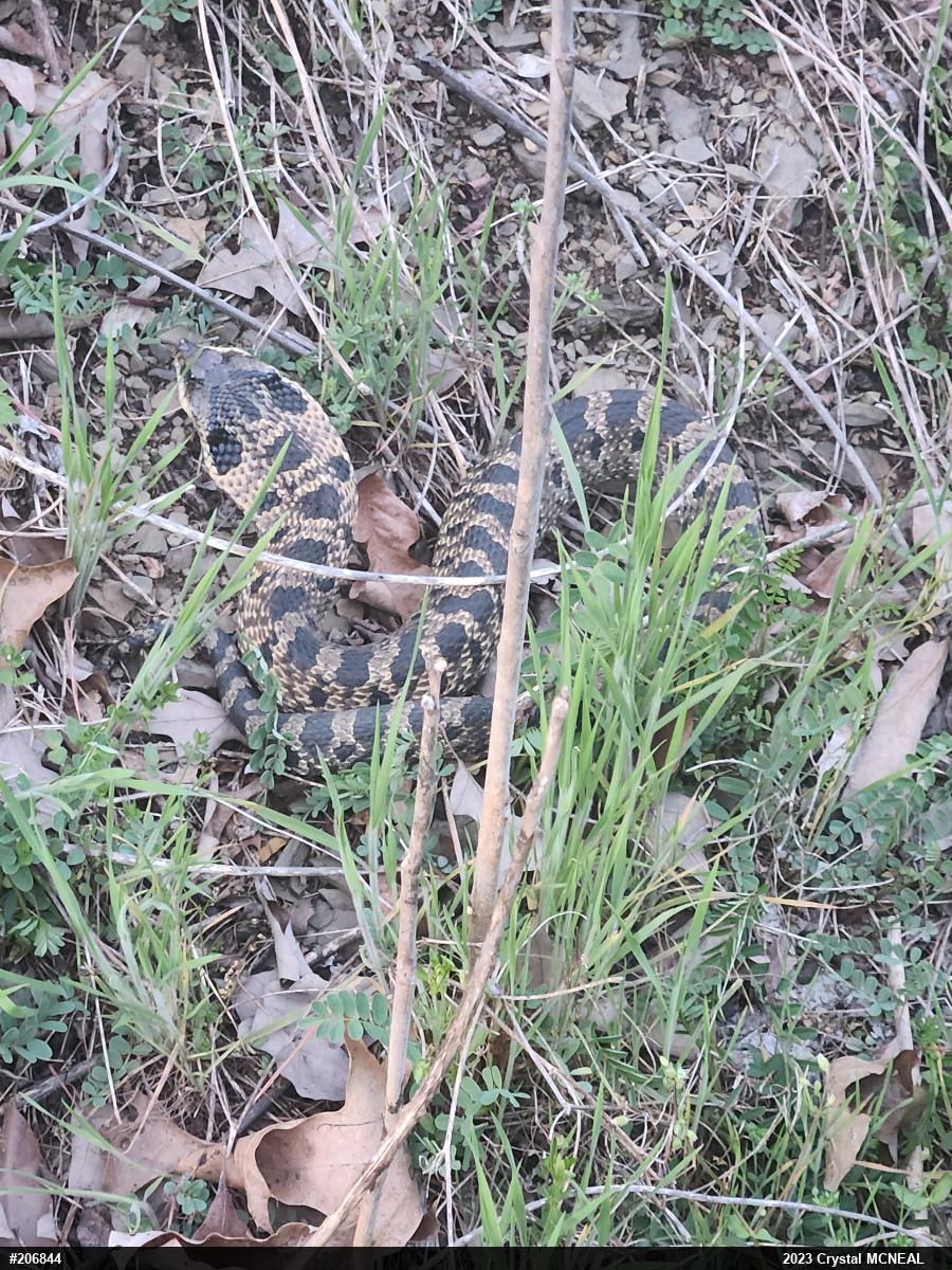 Eastern Hog-nosed Snake