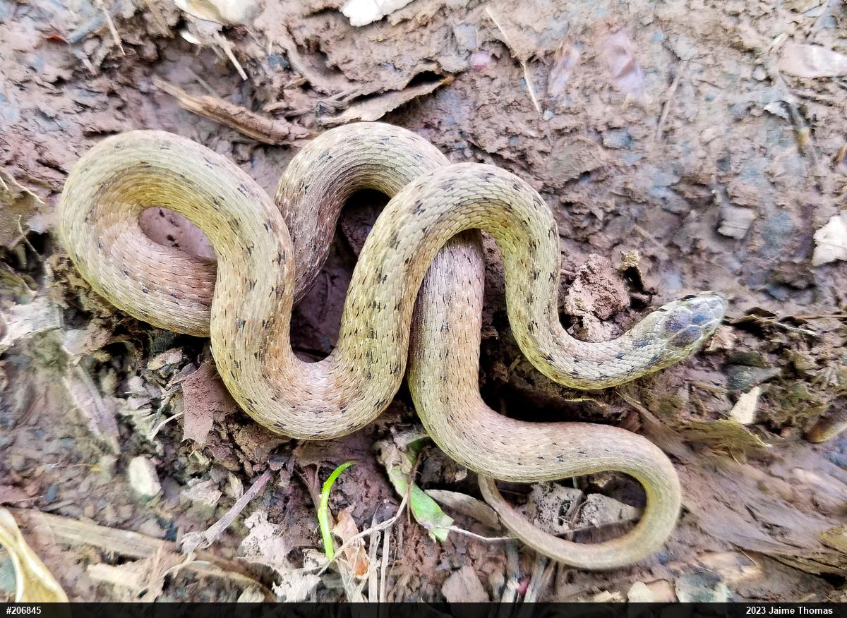 Dekay's Brownsnake
