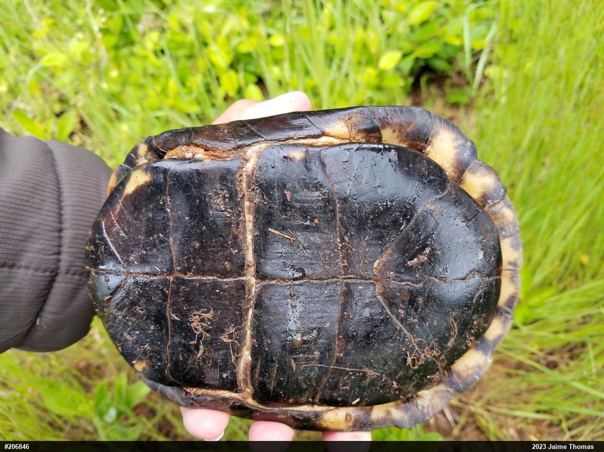Eastern Box Turtle