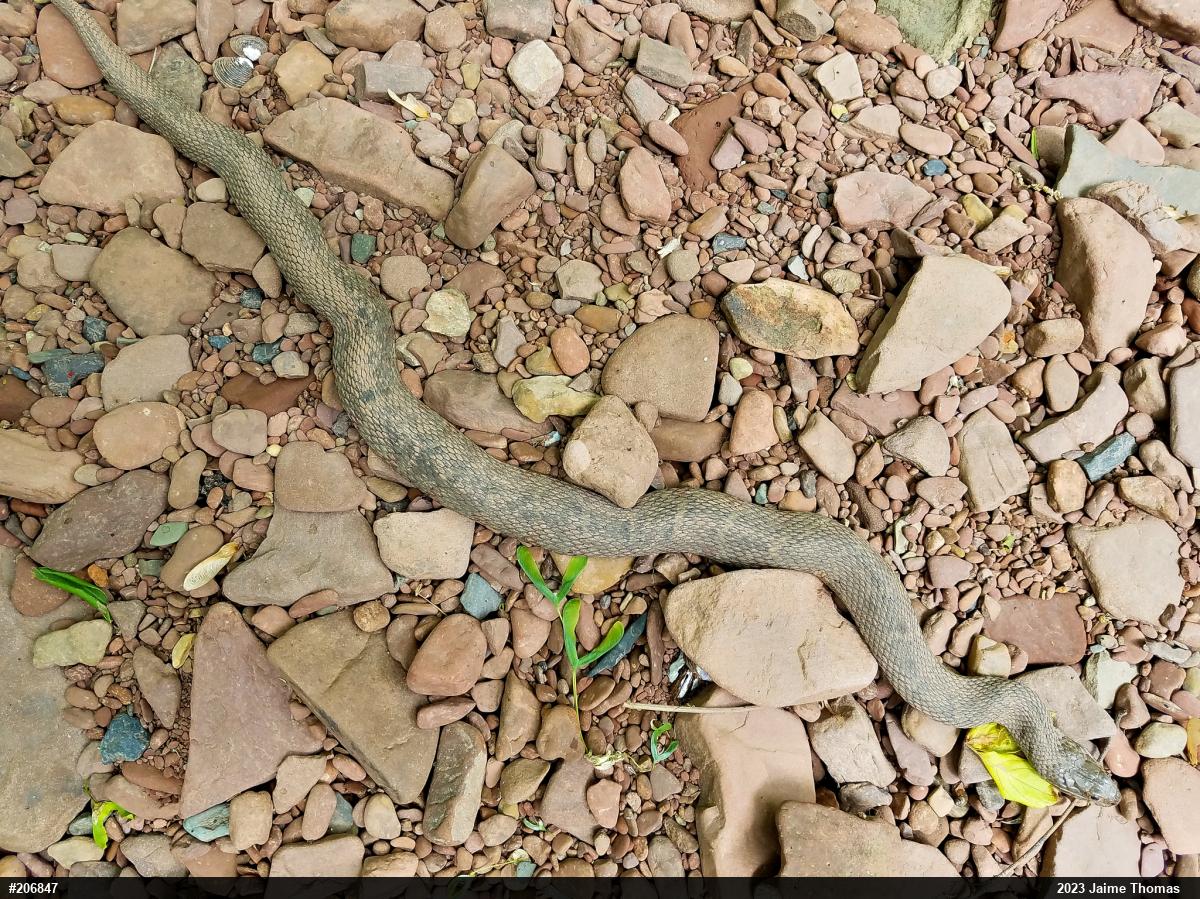Northern Watersnake