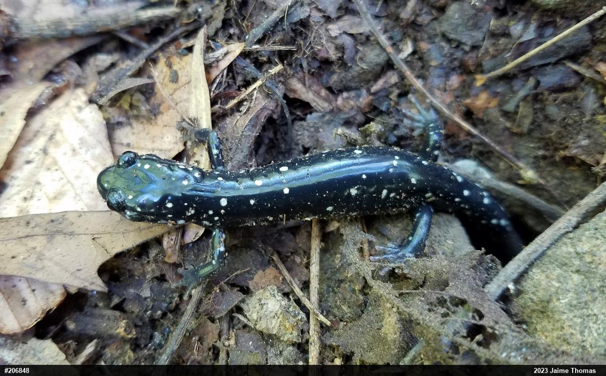 Northern Slimy Salamander