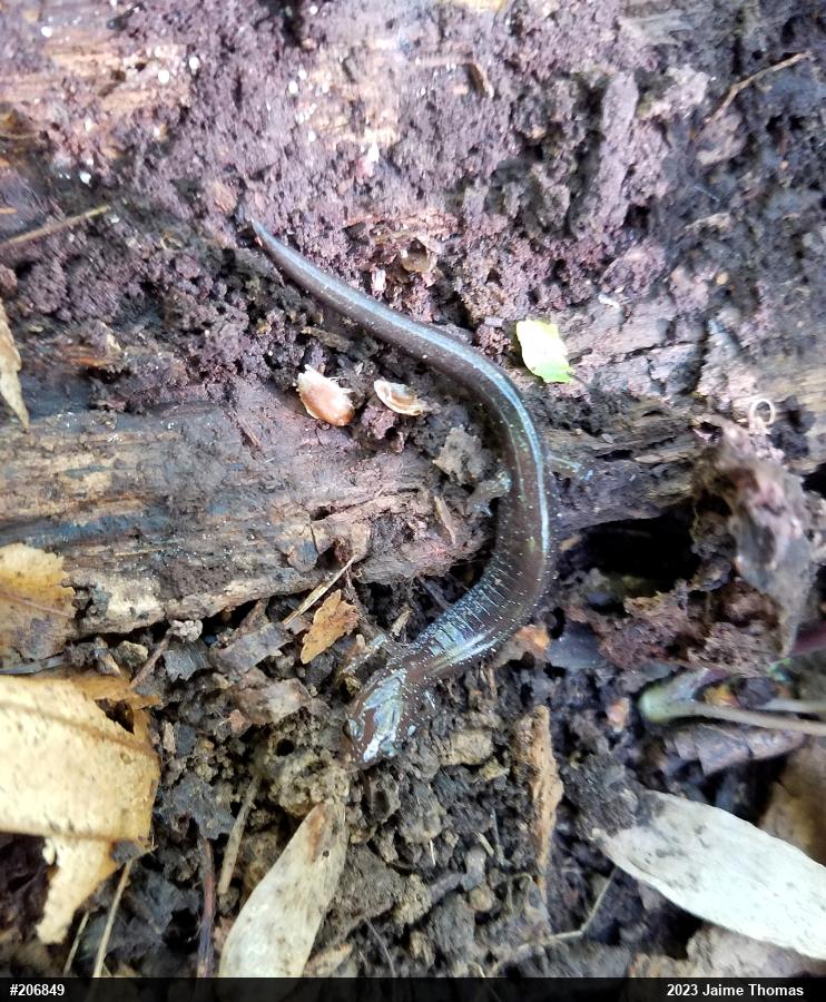 Eastern Red-backed  Salamander