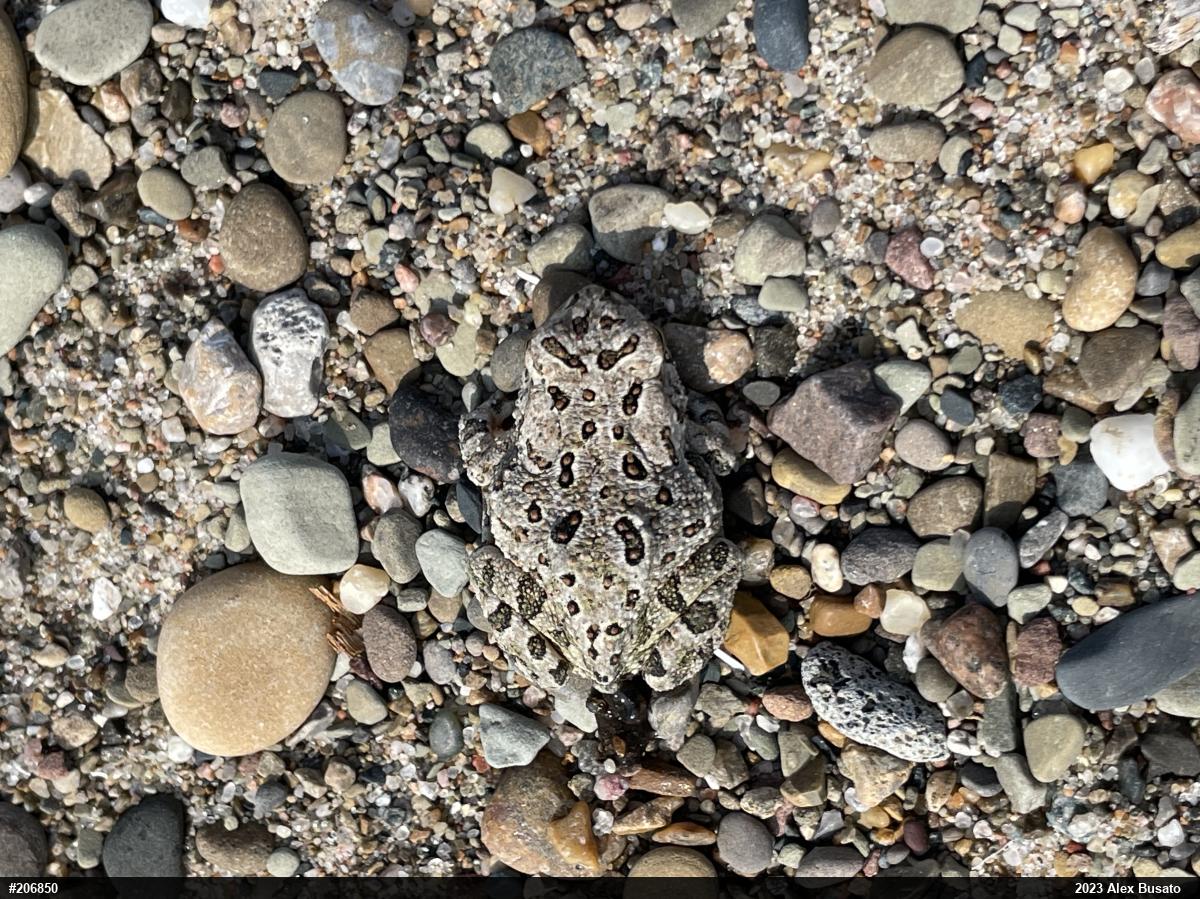 Fowler's Toad