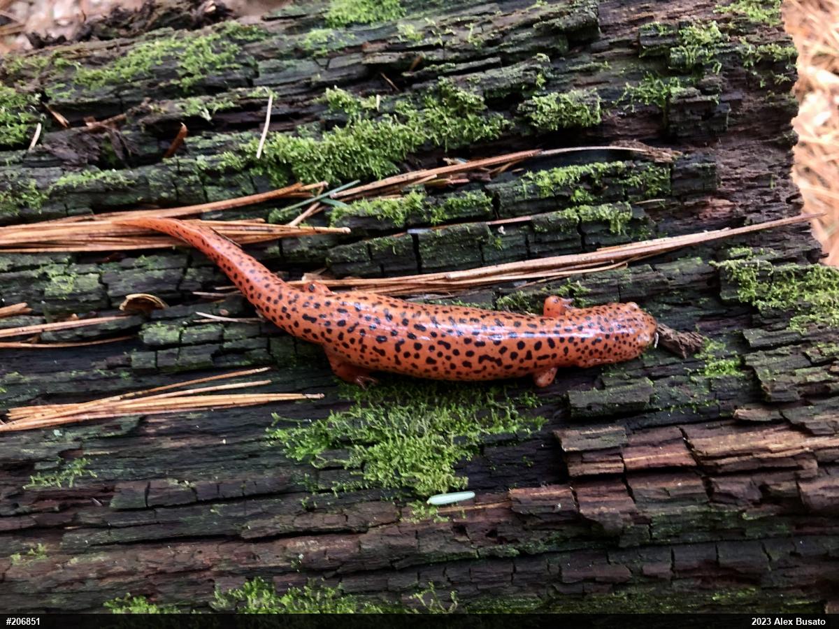 Northern Red Salamander