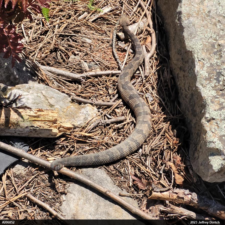 Timber Rattlesnake