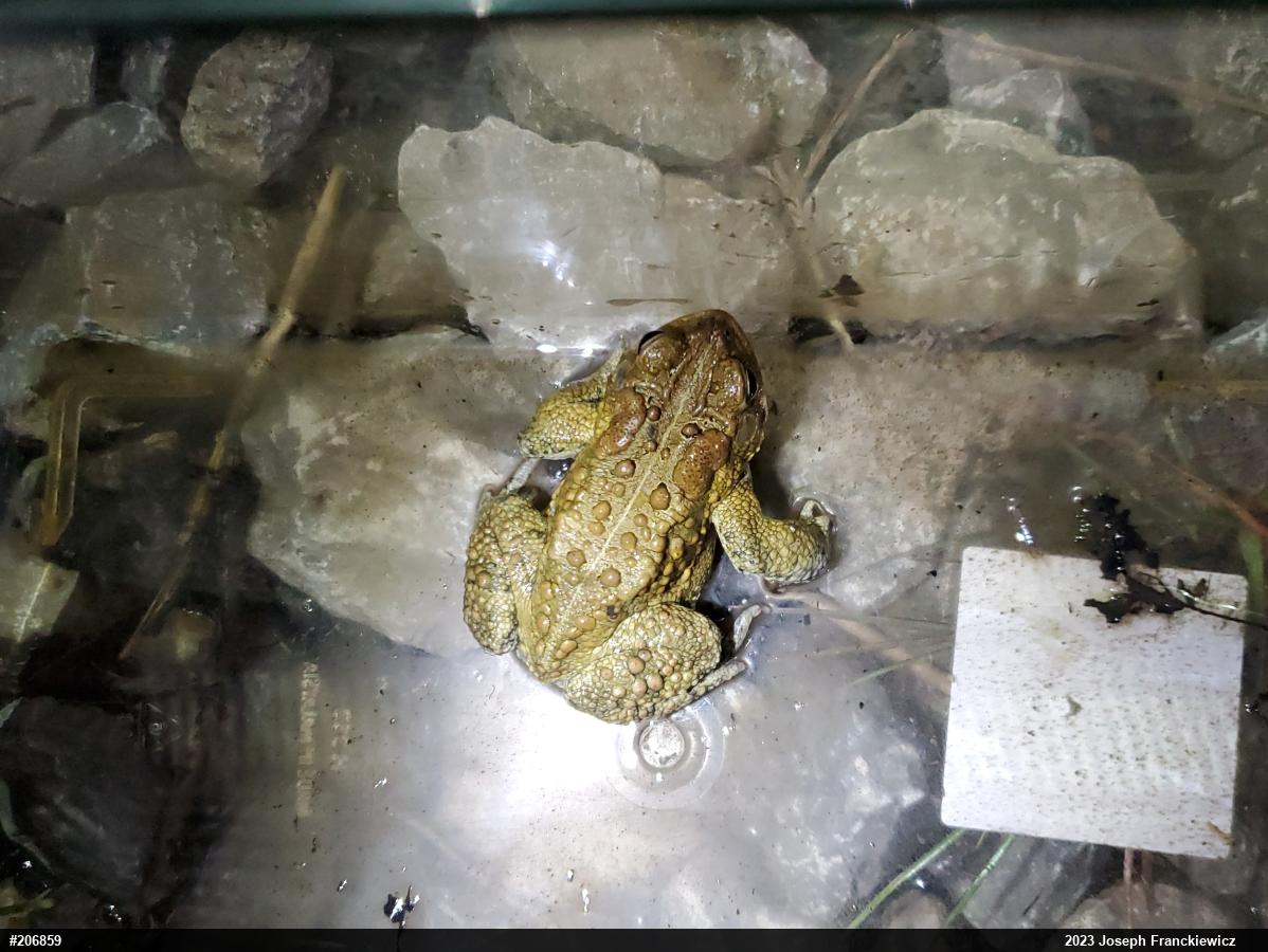 Eastern American Toad