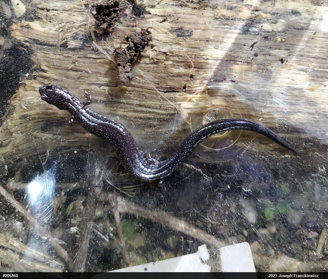 Northern Ravine Salamander