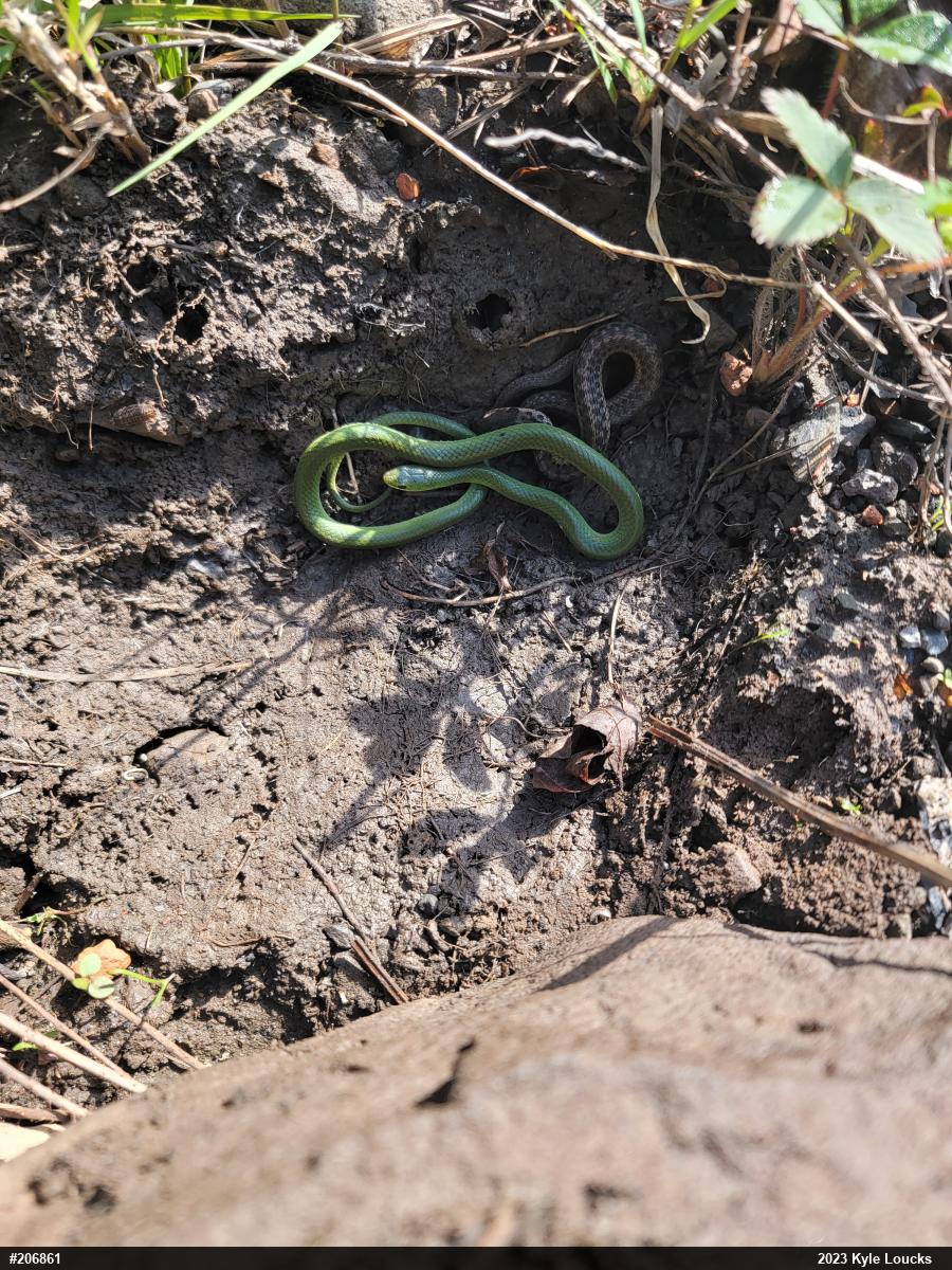 Smooth Greensnake