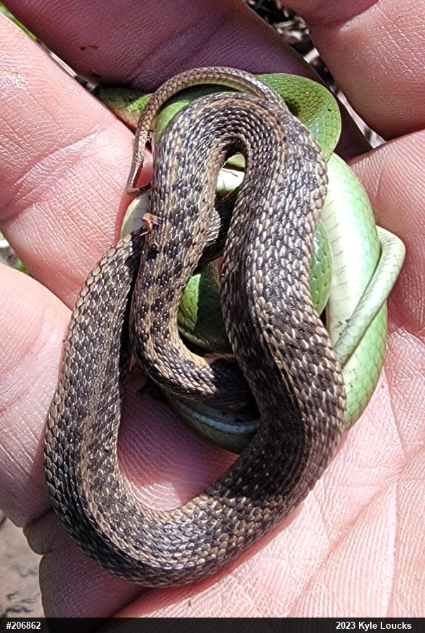 Eastern Gartersnake
