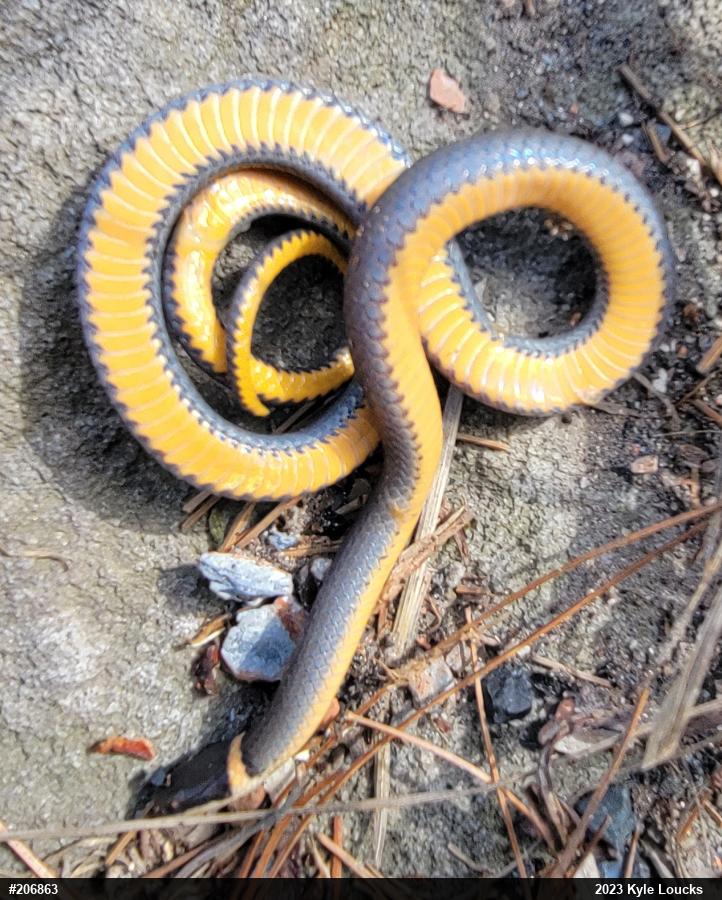 Northern Ring-necked Snake