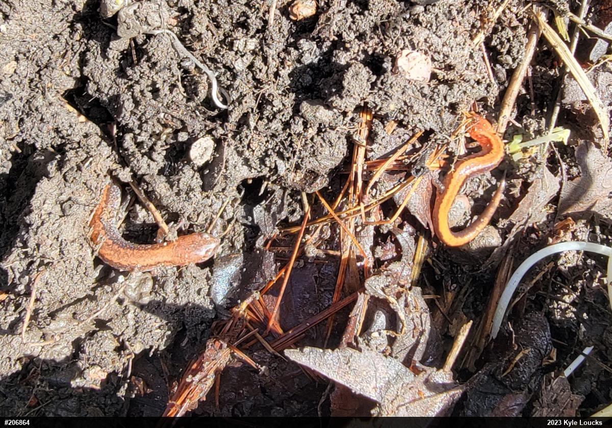 Eastern Red-backed  Salamander