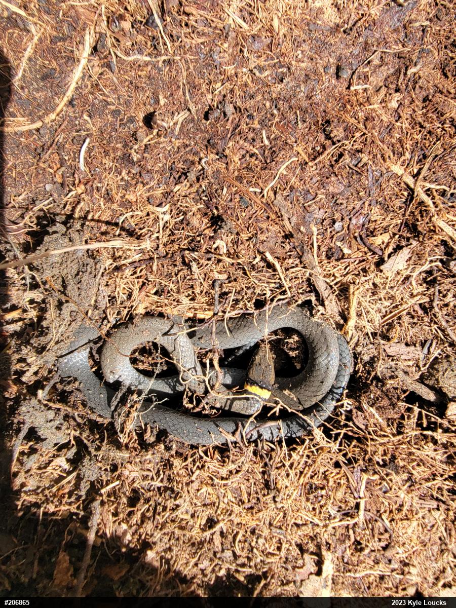 Northern Ring-necked Snake