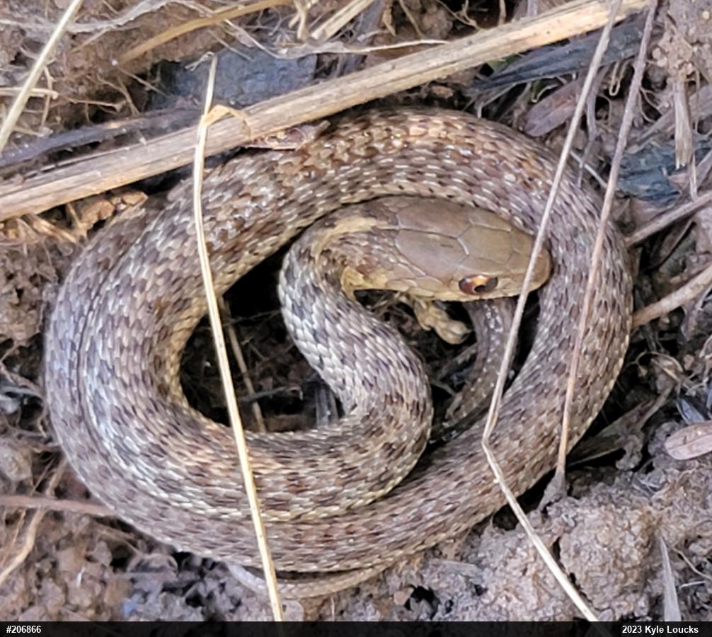 Eastern Gartersnake