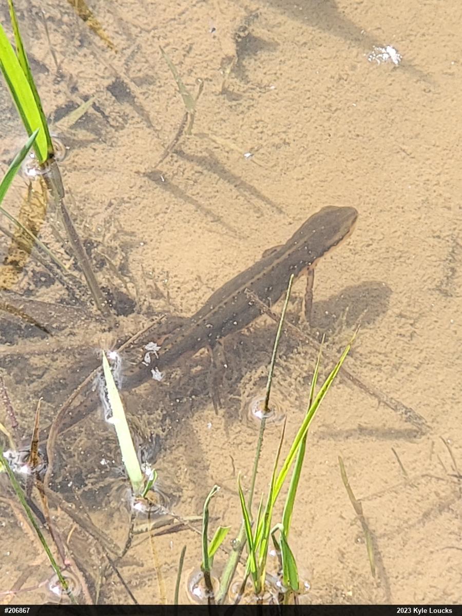 Red-spotted Newt