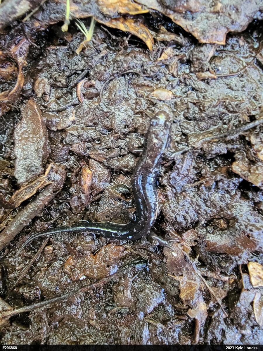 Allegheny Mountain Dusky Salamander