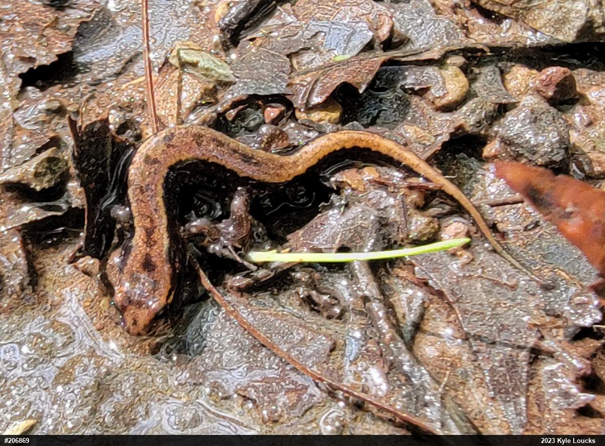 Allegheny Mountain Dusky Salamander