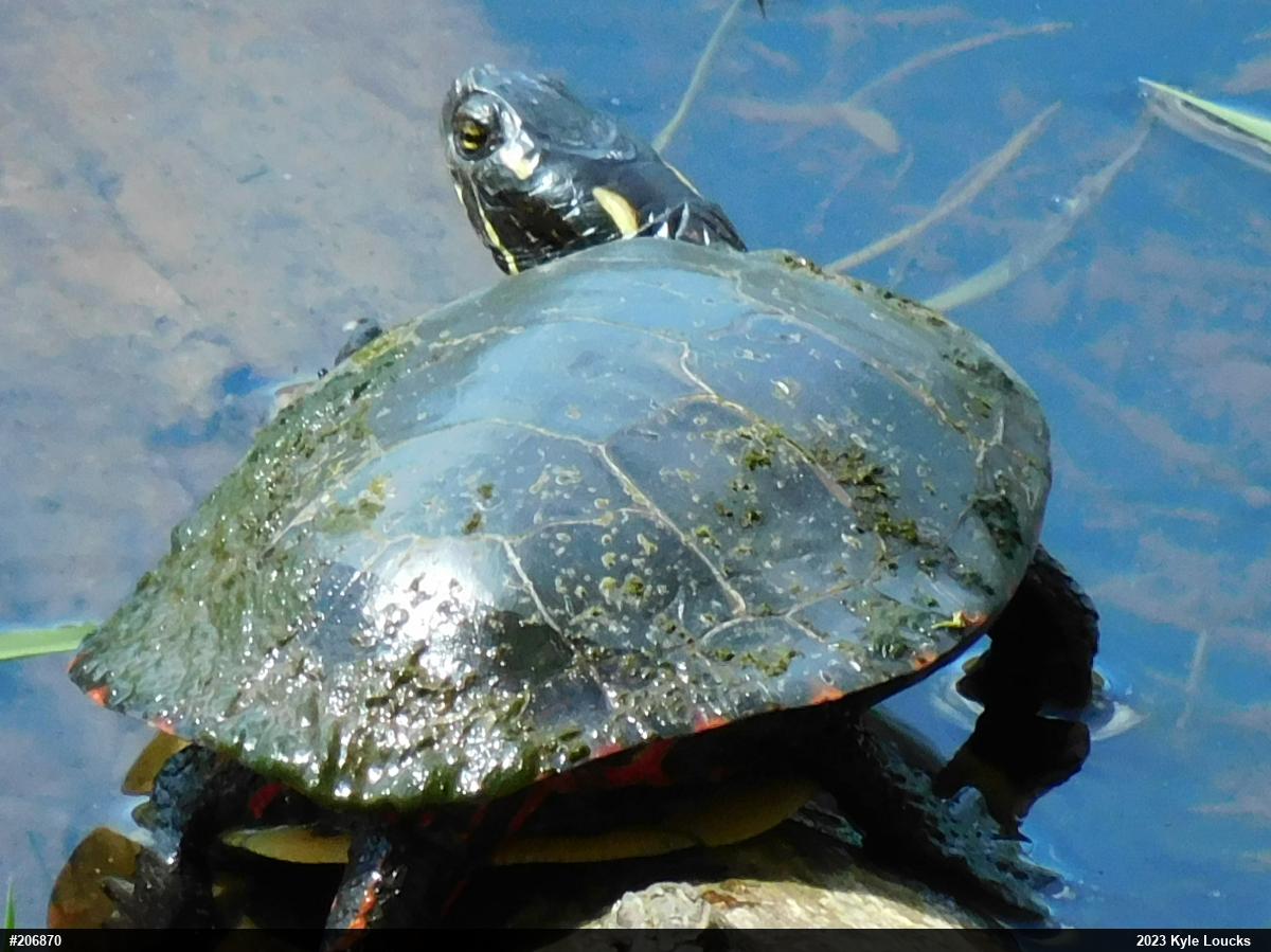 Midland Painted Turtle